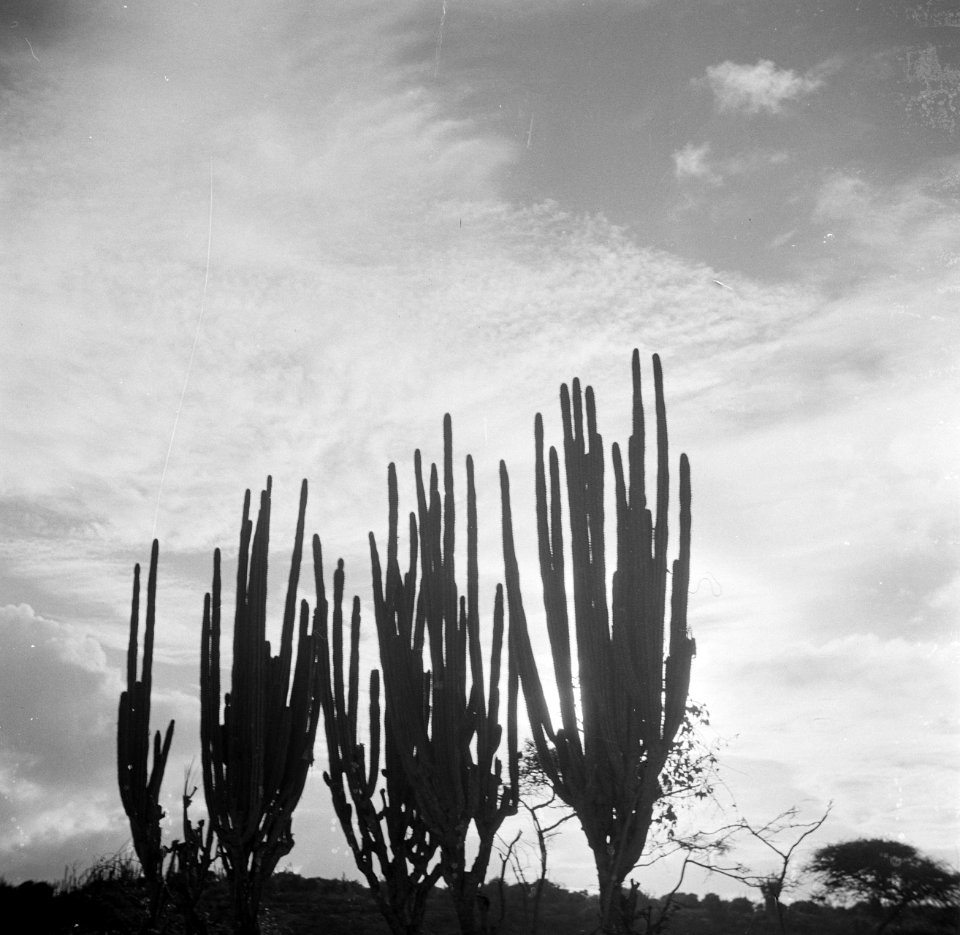 Cactussen op Curaçao, Bestanddeelnr 252-7371