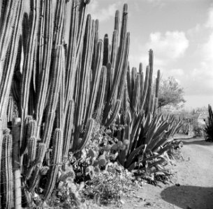 Cactussen en agaven op Curaçao, Bestanddeelnr 252-7368