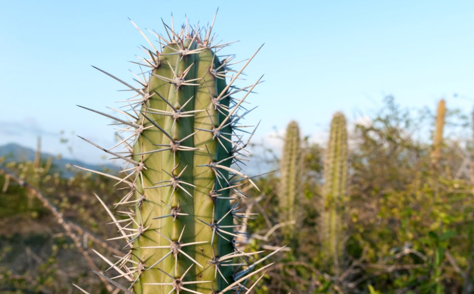 Cactus in Margarita Island