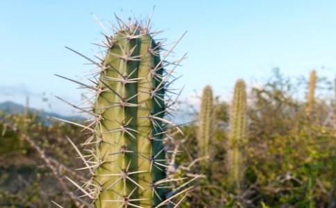 Cactus in Margarita Island