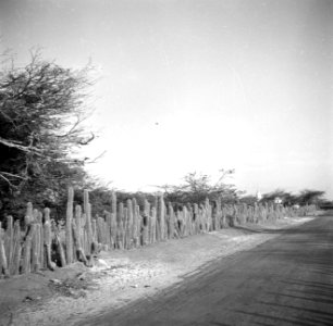 Cactussen als omheining op Aruba, Bestanddeelnr 252-1676