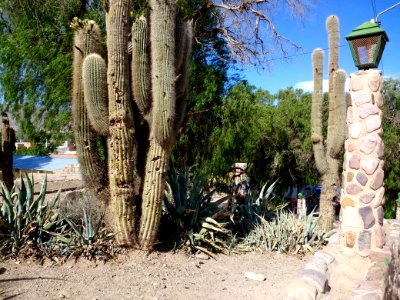 Cacti in Humahuaca