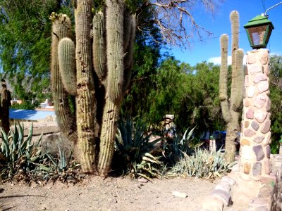 Cacti in Humahuaca photo