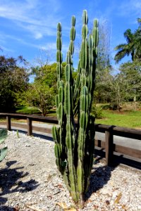 Cactus - Fruit and Spice Park - Homestead, Florida - DSC08936