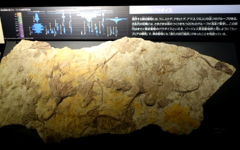 Cactocrinus imperator - National Museum of Nature and Science, Tokyo - DSC07704