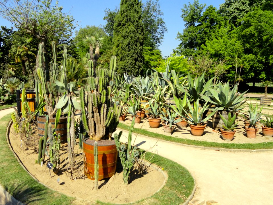 Cactus collection - Jardin Botanique de Lyon - DSC05318