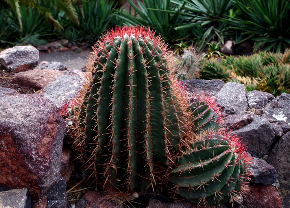 Cactus à Oasis Park