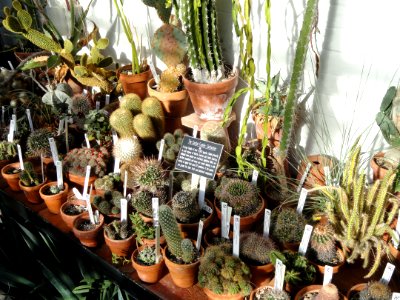 Cactus collection - Lyman Plant House, Smith College - DSC04336