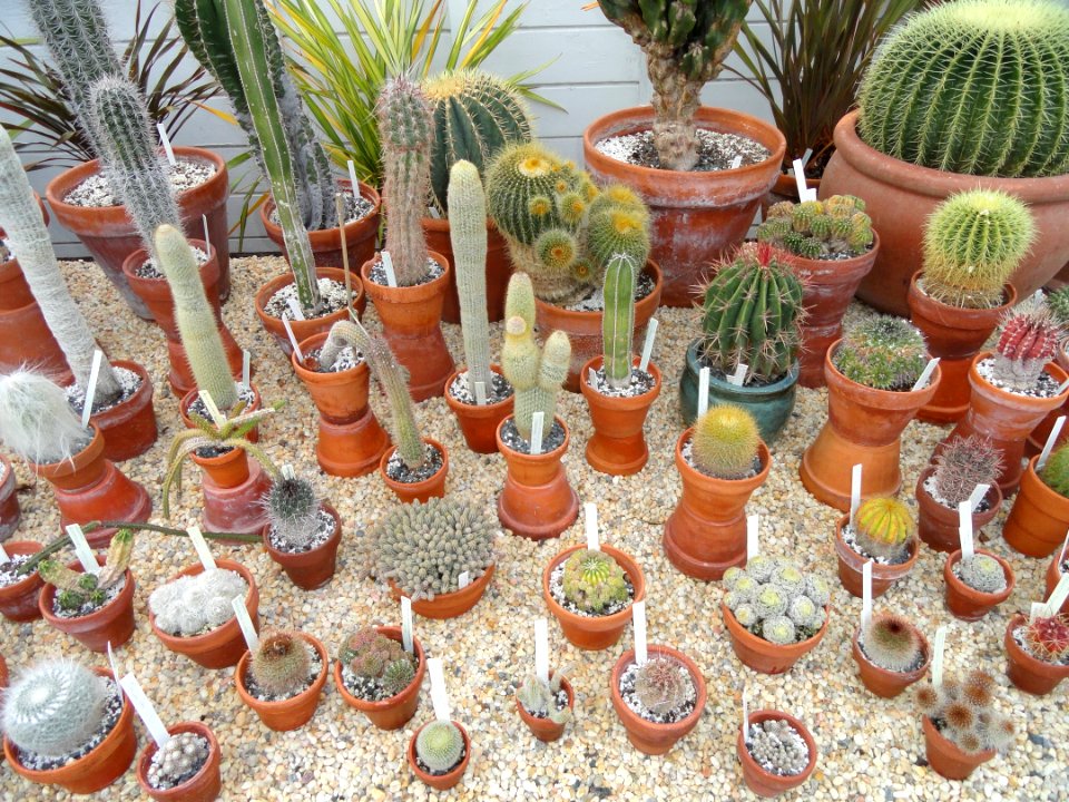 Cacti - Talcott Greenhouse - Mount Holyoke College - DSC04545