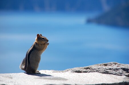 Craterlake america squirrel photo