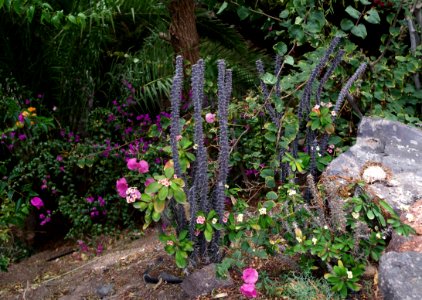 Cactus et autres plantes