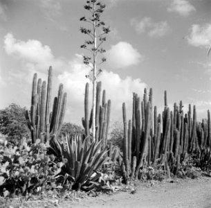 Cactussen en agaven op Curaçao, Bestanddeelnr 252-7365
