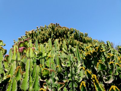 Cactus géant 3