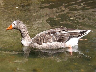 Water fauna pond