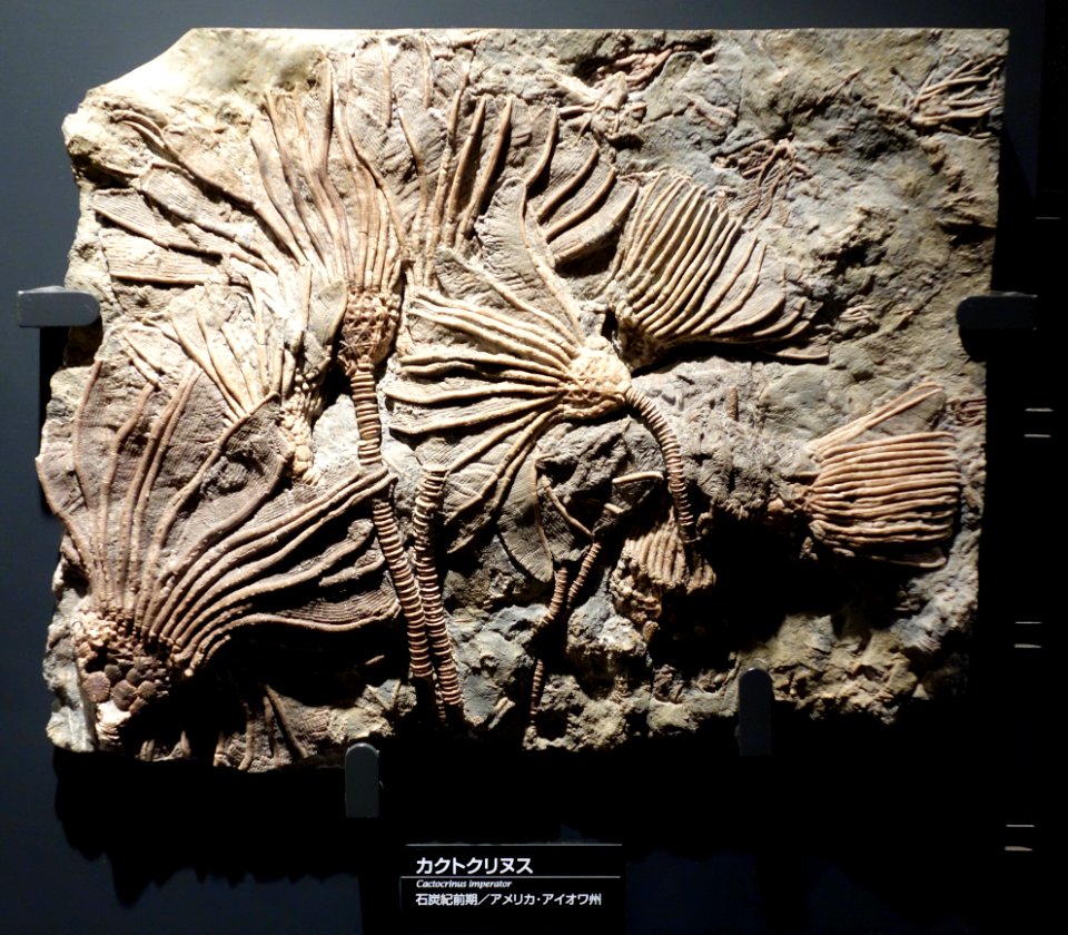 Cactocrinus imperator - National Museum of Nature and Science, Tokyo - DSC07702