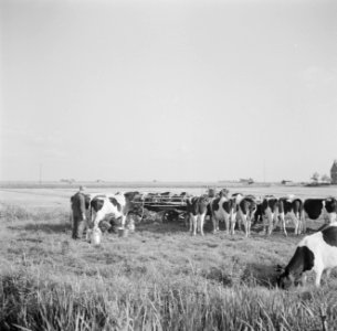 Boer bij de koeien die in de wei worden gemolken met de melkmachine, Bestanddeelnr 191-0657