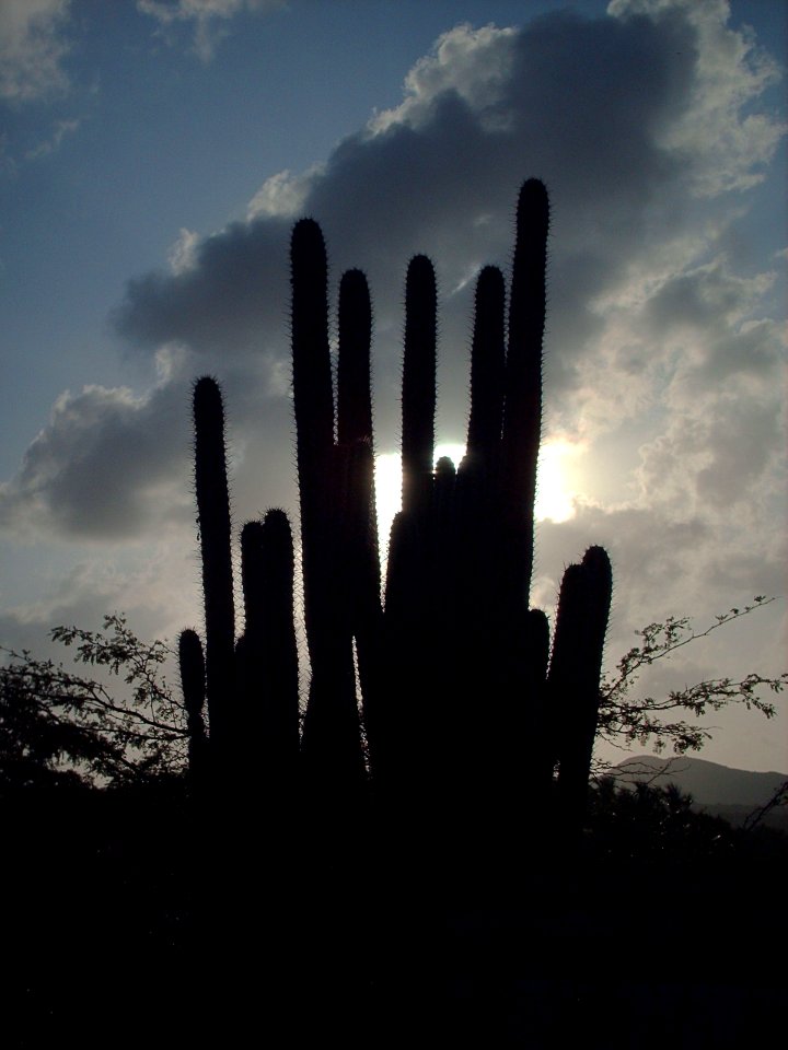 Cactus en Bahia de Plata