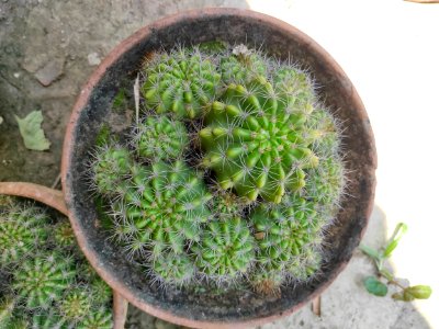 Cactus 2