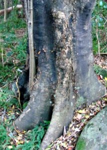 Black Stinkwood tree - 2 old tree trunk