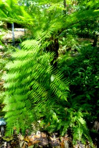 Blechnum brasiliense - Marie Selby Botanical Gardens - Sarasota, Florida - DSC01868