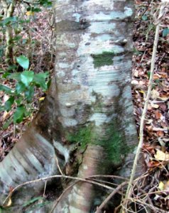 Black Stinkwood tree - 1 young tree trunk
