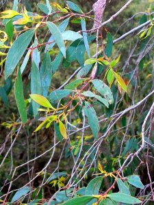 Black Sallee Mount Tomah