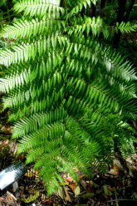 Blechnum brasiliense - Marie Selby Botanical Gardens - Sarasota, Florida - DSC01872