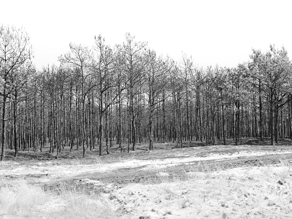 Bosbranden , dennenbos, Bestanddeelnr 192-0331