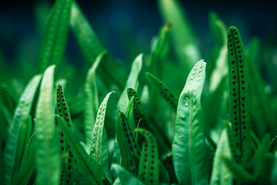 Botanical botany branch