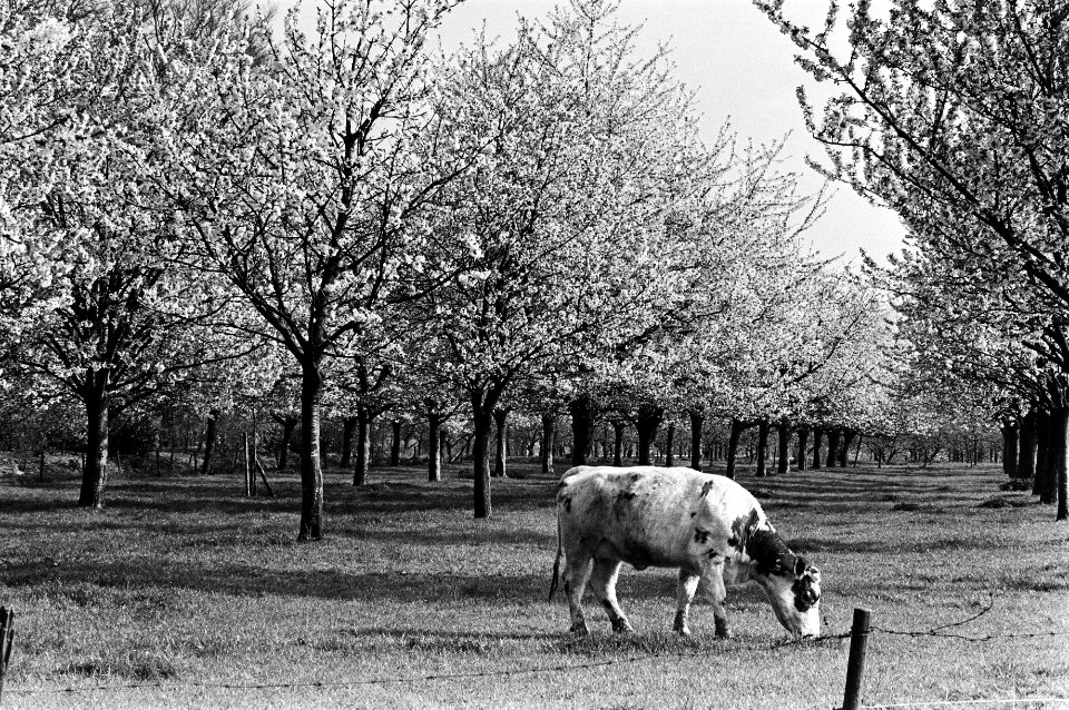 Bloeiende appelbomen in Betuwe, Bestanddeelnr 931-4361