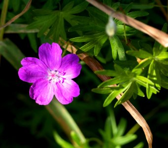 Bloody geranium in Sämstad harbor