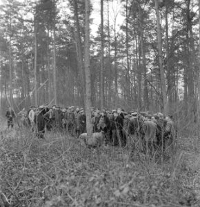 Bosbewerking, arbeiders, groepsfoto's, Bestanddeelnr 251-8080