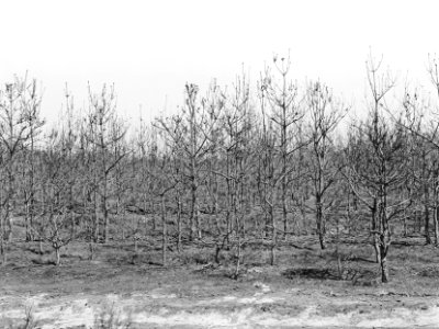 Bosbranden , dennenbos, Bestanddeelnr 192-0328