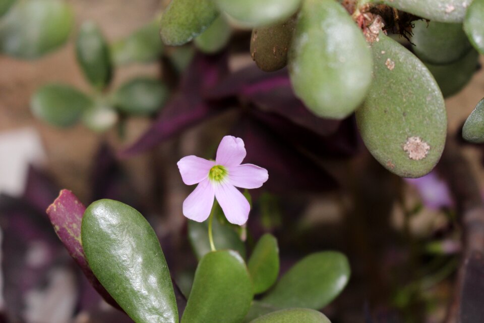 Flower leaf close-up photo