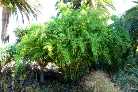 Bosea yervamora - Jardín Botánico de Barcelona - Barcelona, Spain - DSC09073
