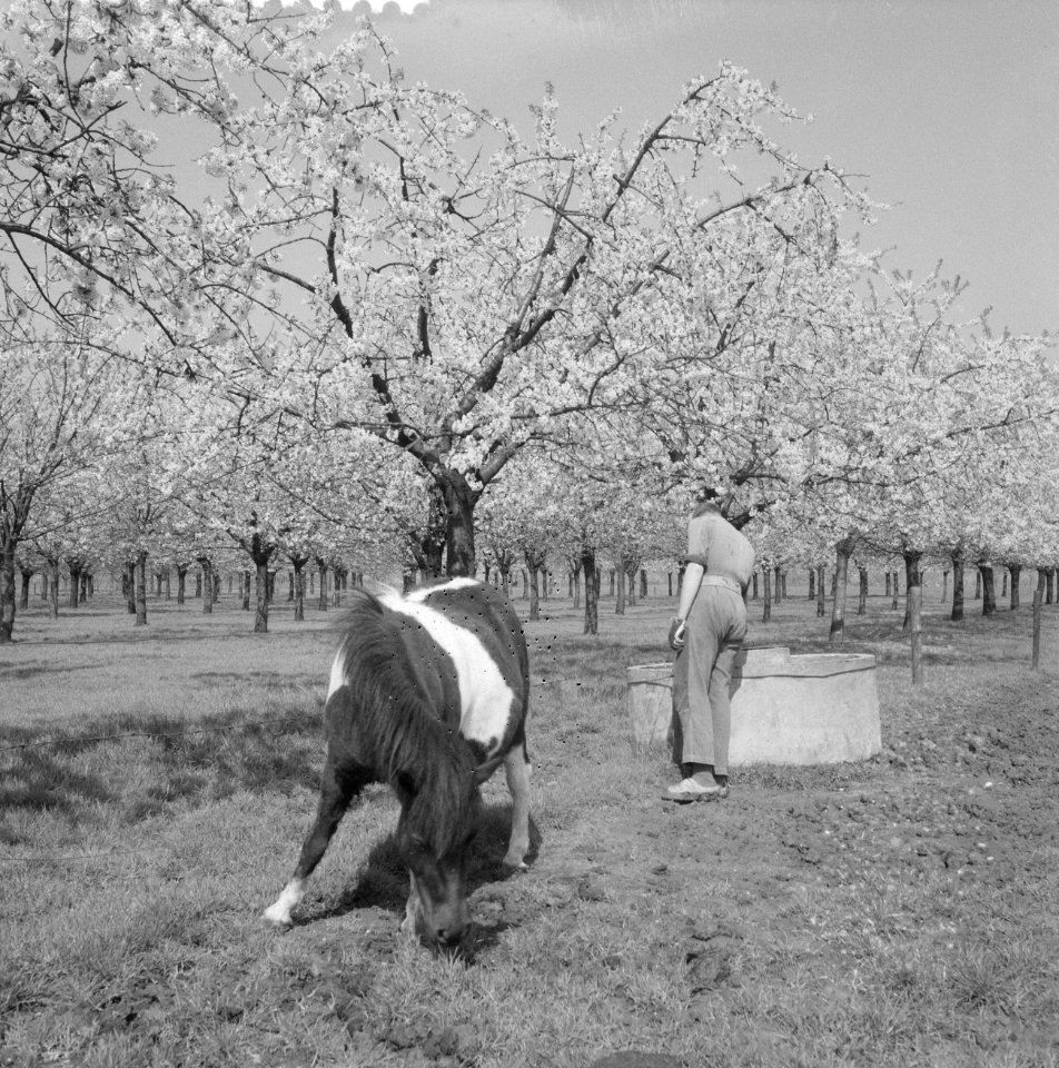 Bloeiende Betuwe, Bestanddeelnr 910-3068