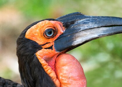 Hornbill beak animal