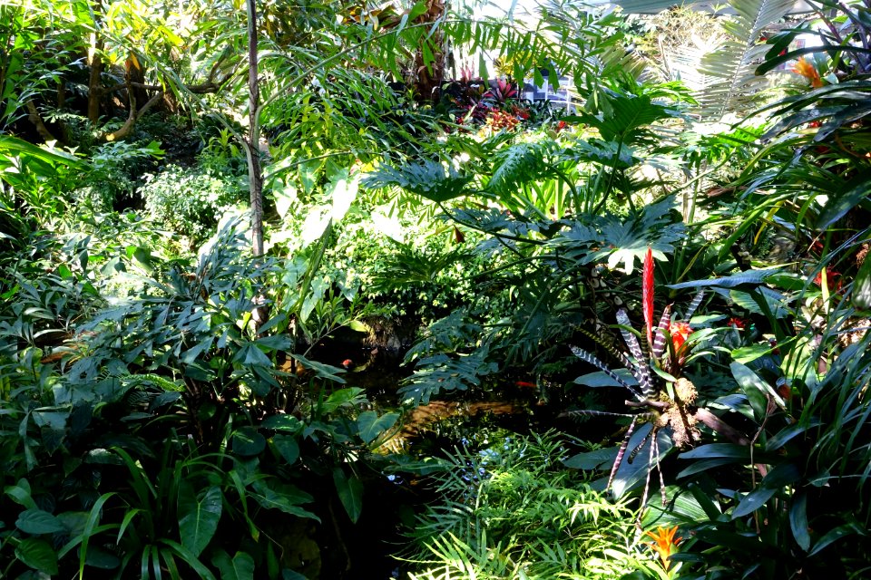 Bloedel Floral Conservatory, Queen Elizabeth Park - Vancouver, Canada - DSC07489