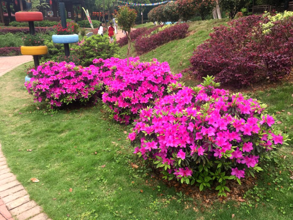 Blooming flowers in Guangming Butterfly Valley, picture4