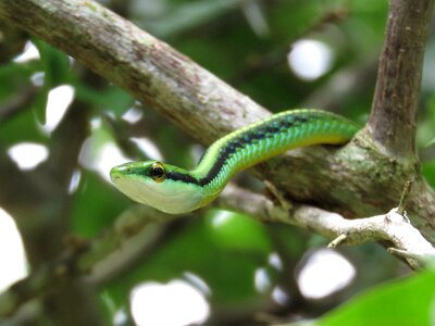 Green snake vine snake tropical snake photo