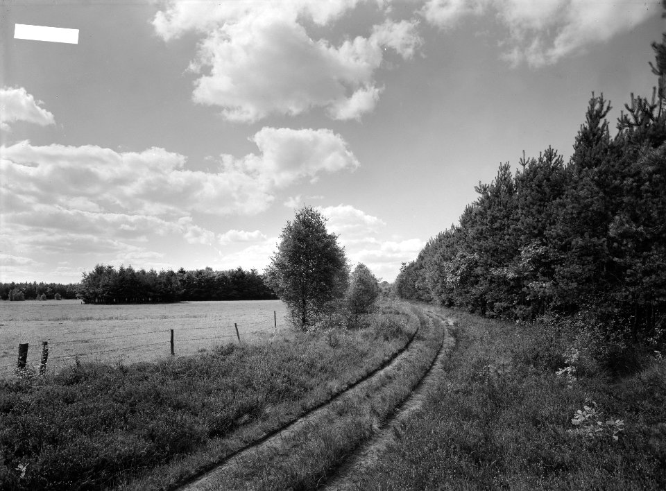 Bosranden, lanen, weilanden, afrasteringen, Bestanddeelnr 253-7741