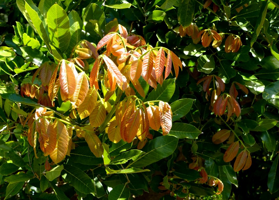Blighia sapida - Fruit and Spice Park - Homestead, Florida - DSC09016