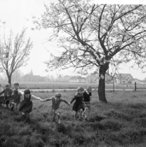 Bloeiende bloesems in de Betuwe, Bestanddeelnr 912-3356