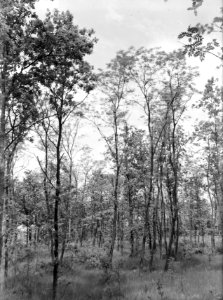Bossen , acacia, Geijsteren, Bestanddeelnr 192-0014