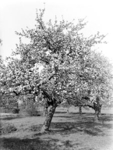 Bloeiende fruitboom in de Betuwe, Bestanddeelnr 189-1388 photo