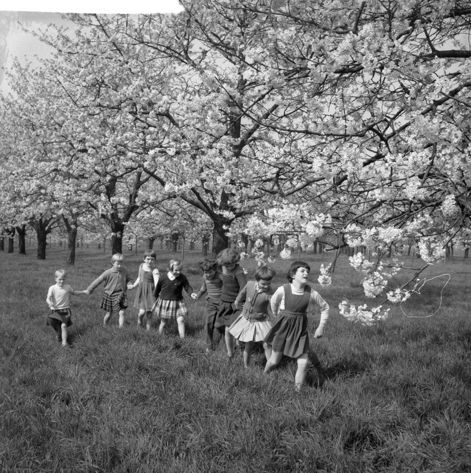 Bloeiende bloesems in de Betuwe, Bestanddeelnr 912-3361