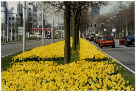 Bloeiende narcissen in de middenberm van de Schipholweg. NL-HlmNHA 54037294