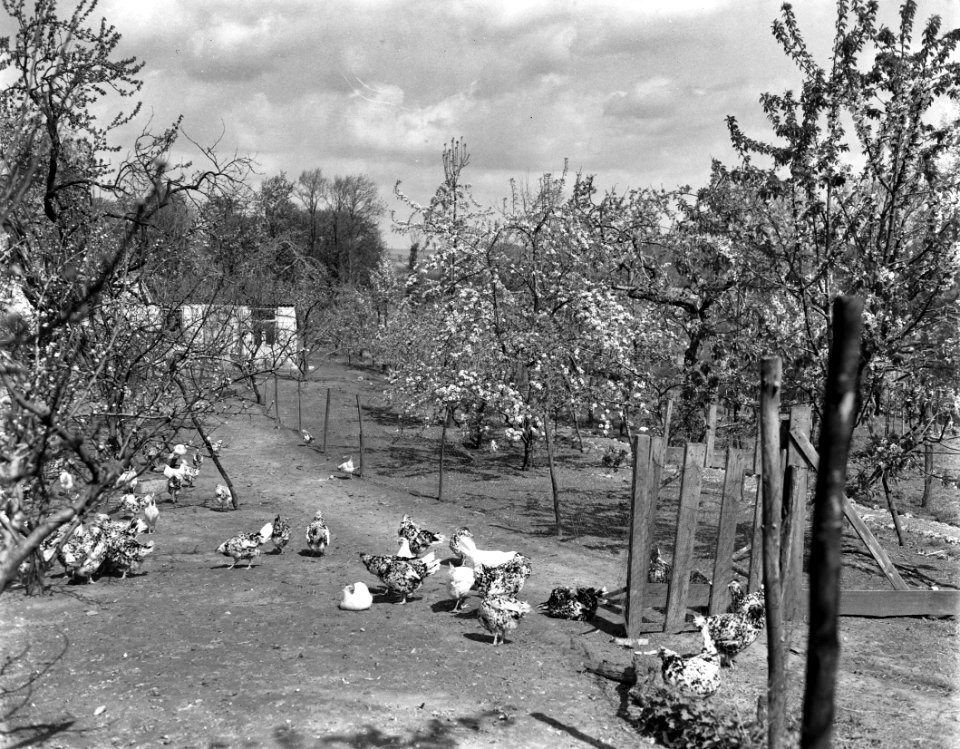Bloeiende Betuwe, Bestanddeelnr 907-1132