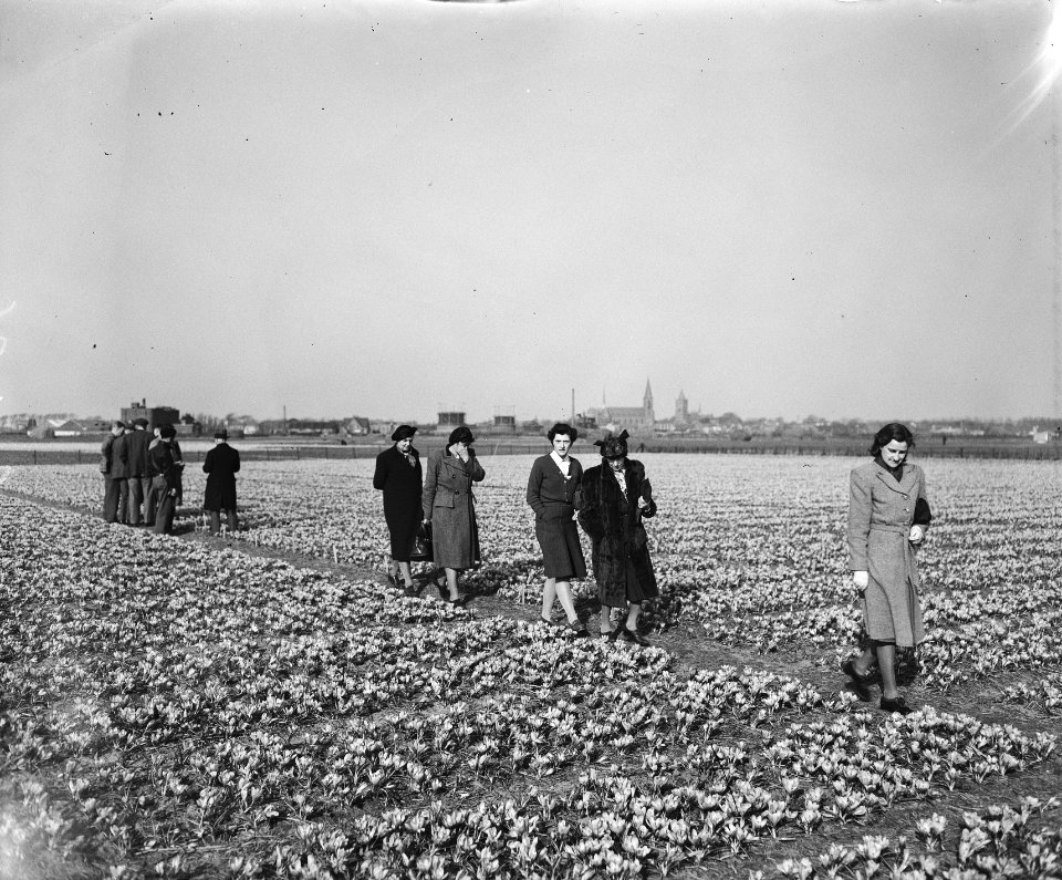 Bloeiende narcissen, Bestanddeelnr 902-1086