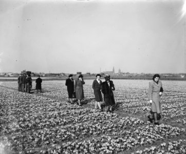 Bloeiende narcissen, Bestanddeelnr 902-1086